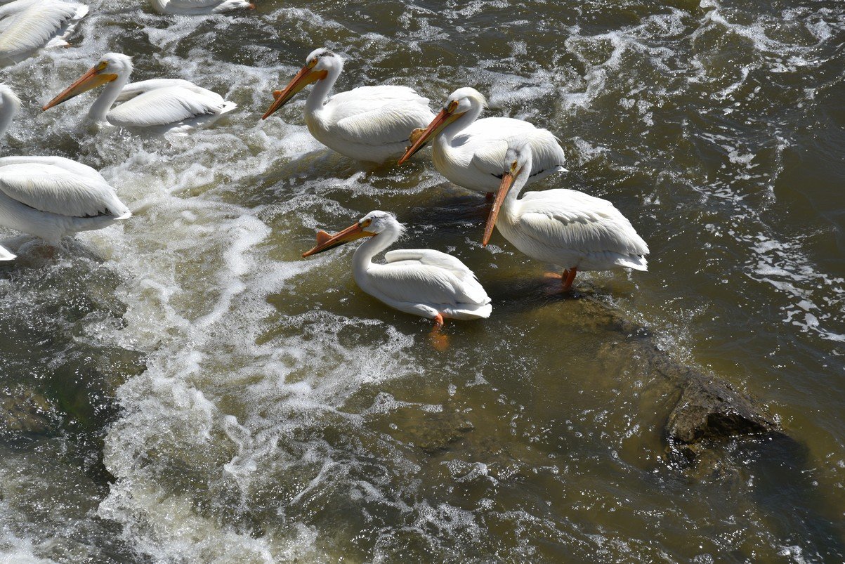 dsc_4331_fs.jpg
