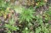 dsc_4659_fs_small.jpg