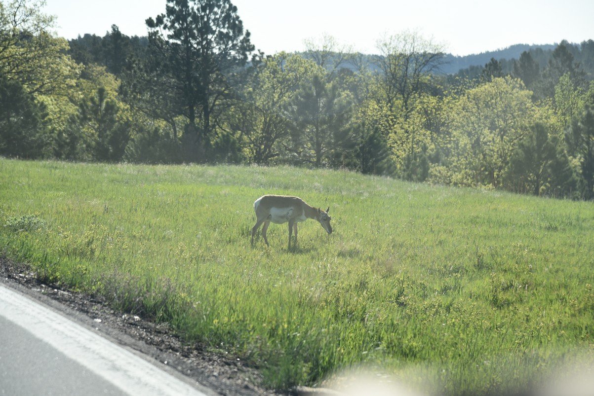 dsc_5742_fs.jpg