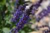 dsc_6360_fs_small.jpg