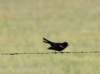 dsc_6418_fscrop_small.jpg
