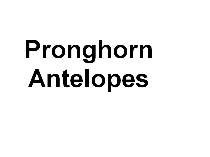 pronghornantelopes.jpg