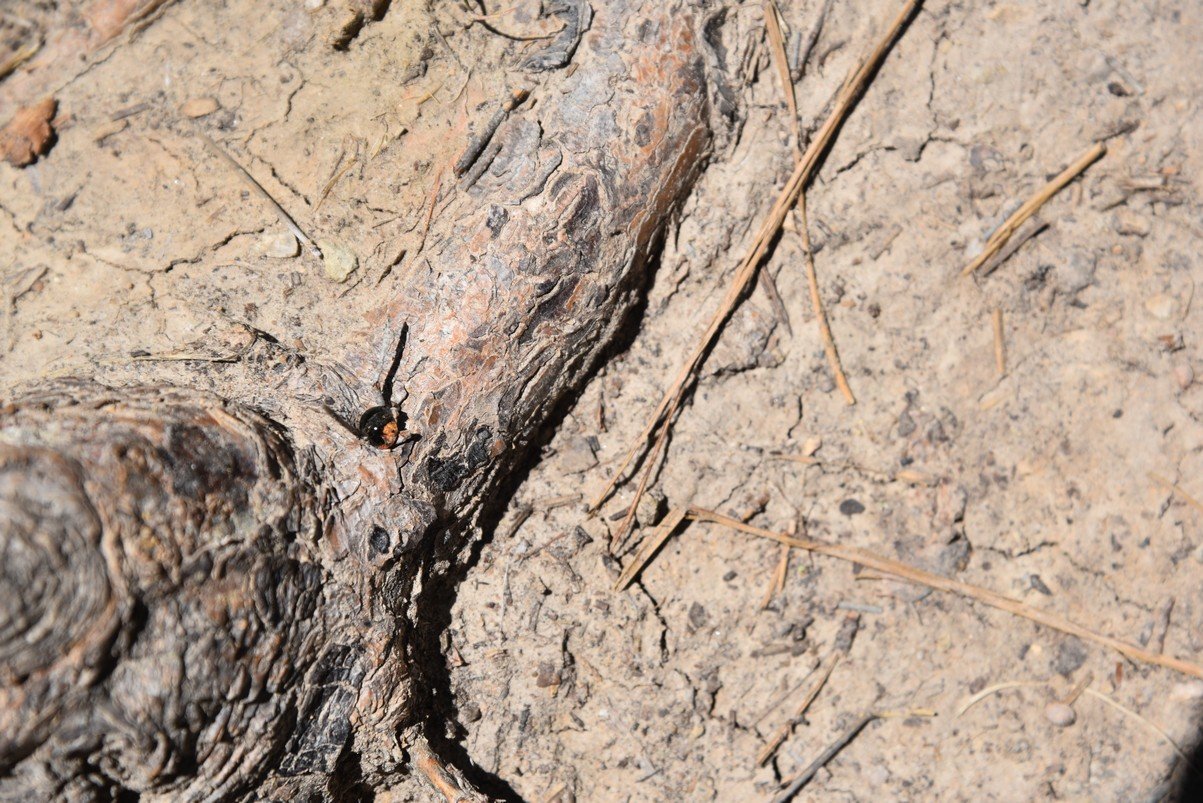 dsc_6851_fs.jpg