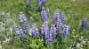 _110443_fs_small.jpg