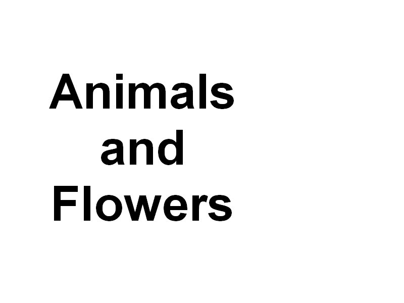 animalsandflowers.jpg