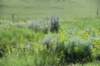 dsc_7299_fs_small.jpg