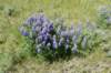 dsc_7359_fs_small.jpg