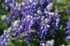 dsc_7360_fs_small.jpg