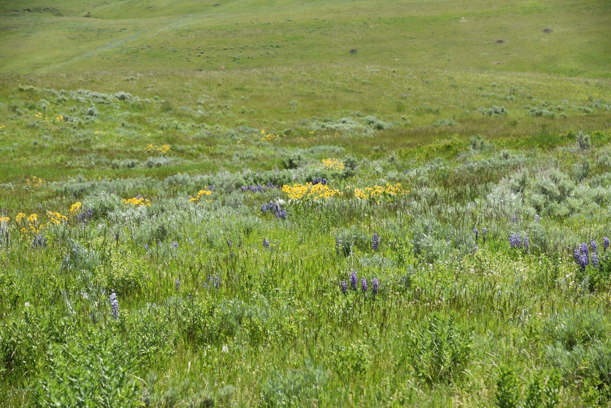 dsc_7377_fs.jpg