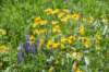 dsc_7384_fs_small.jpg