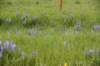 dsc_7498wagonbox_small.jpg