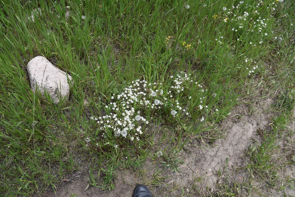 dsc_7518_fs.jpg