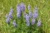 dsc_7520_fs_small.jpg