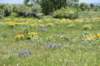 dsc_7541_fs_small.jpg