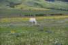 dsc_7545_fs_small.jpg