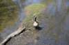 dsc_2146_fs_small.jpg