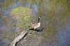 dsc_2147_fs_small.jpg