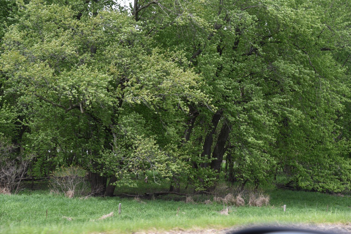 dsc_2245_fs.jpg