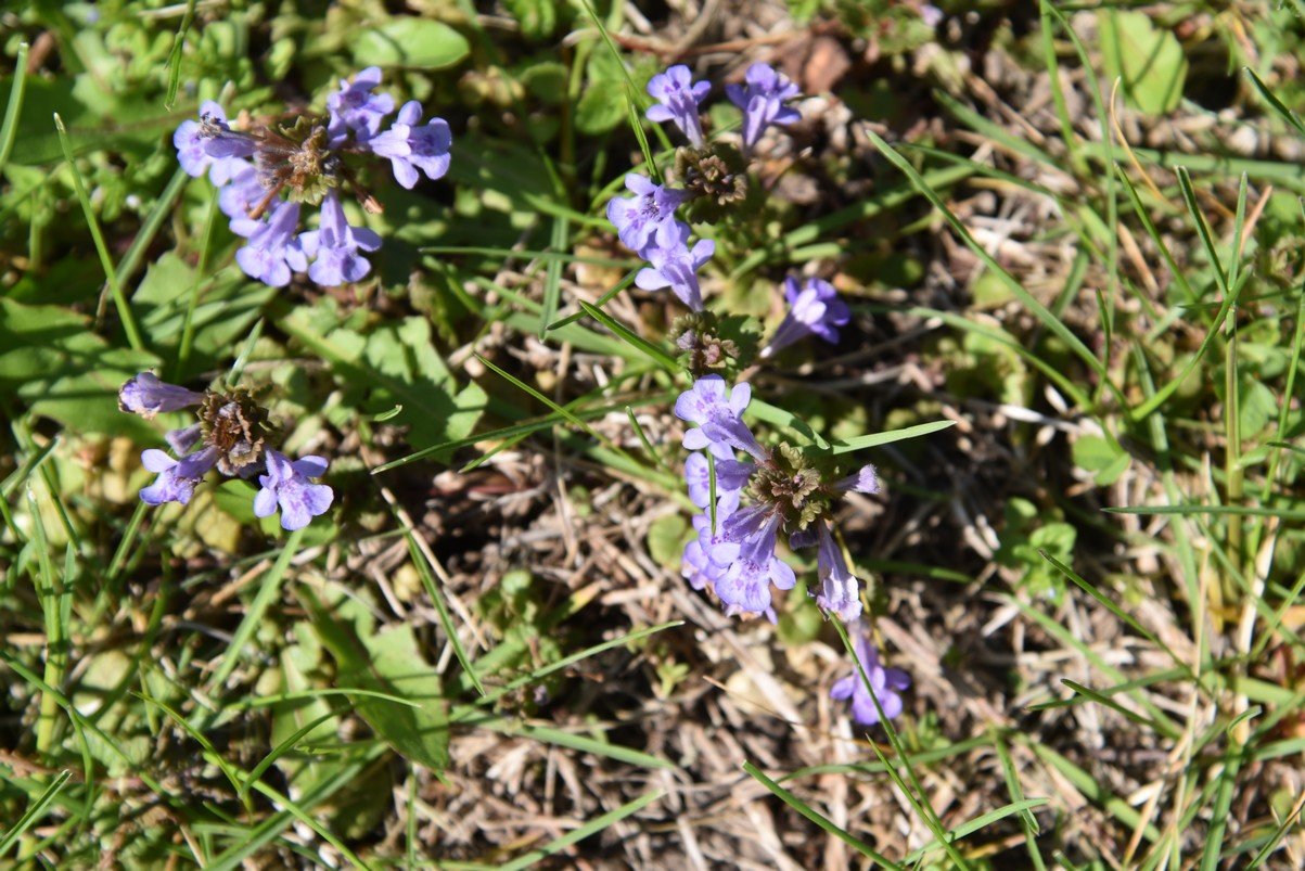 dsc_2923_fs.jpg