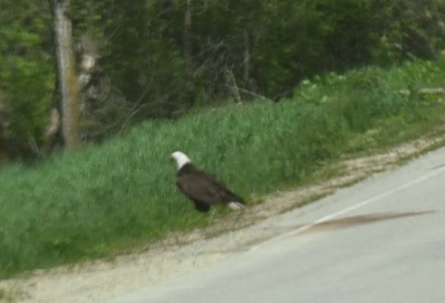 dsc_3003eagle.jpg