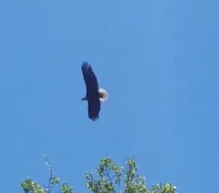eagle10.jpg