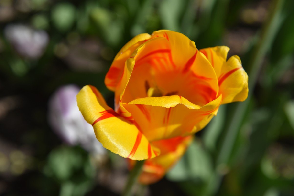 dsc_3142_fs.jpg