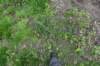 dsc_3343_fs_small.jpg
