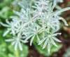 dsc_8750_fs_det_small.jpg