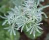 dsc_8750_fs_small.jpg