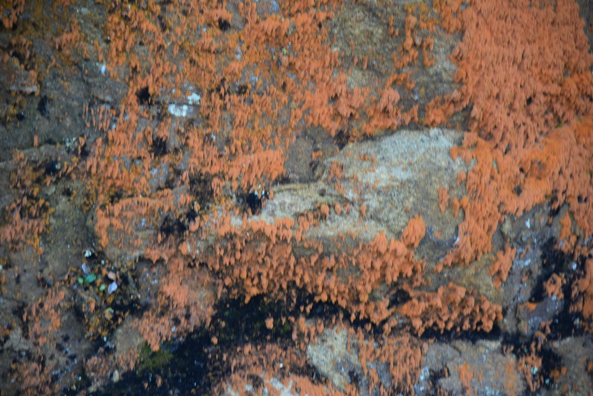 dsc_8772_fs.jpg