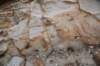 dsc_8786_fs_small.jpg