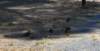 dsc_9135_fs_small.jpg