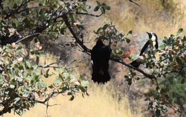 dsc_9295crop.jpg