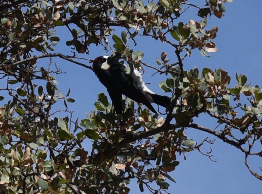 dsc_9298crop.jpg