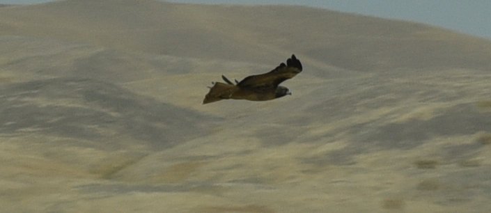 dsc_9512crop.jpg