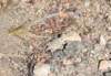 dsc_9795_fs_small.jpg
