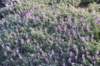 dsc_6859_fs_small.jpg