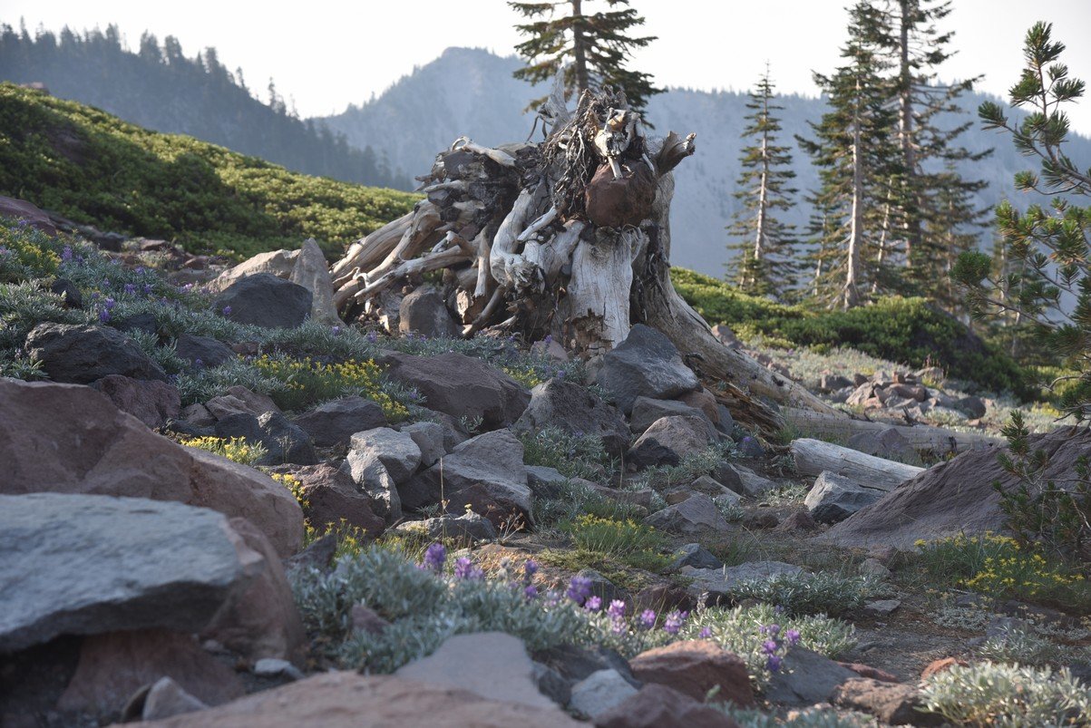 dsc_6861_fs.jpg