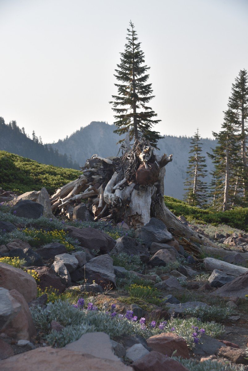 dsc_6862_fs.jpg