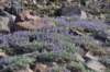 dsc_6871_fs_small.jpg