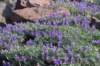 dsc_6872_fs_small.jpg