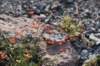 dsc_6904_fs_small.jpg