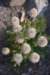 dsc_6914_fs_small.jpg