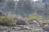 dsc_6915_fs_small.jpg