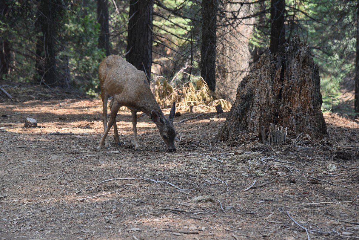 dsc_8299_fs.jpg