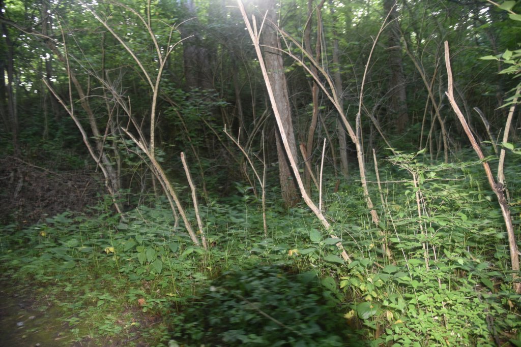 dsc_0595.jpg