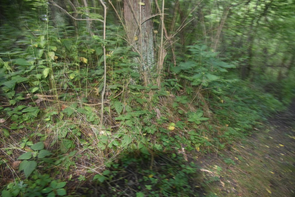 dsc_0597.jpg