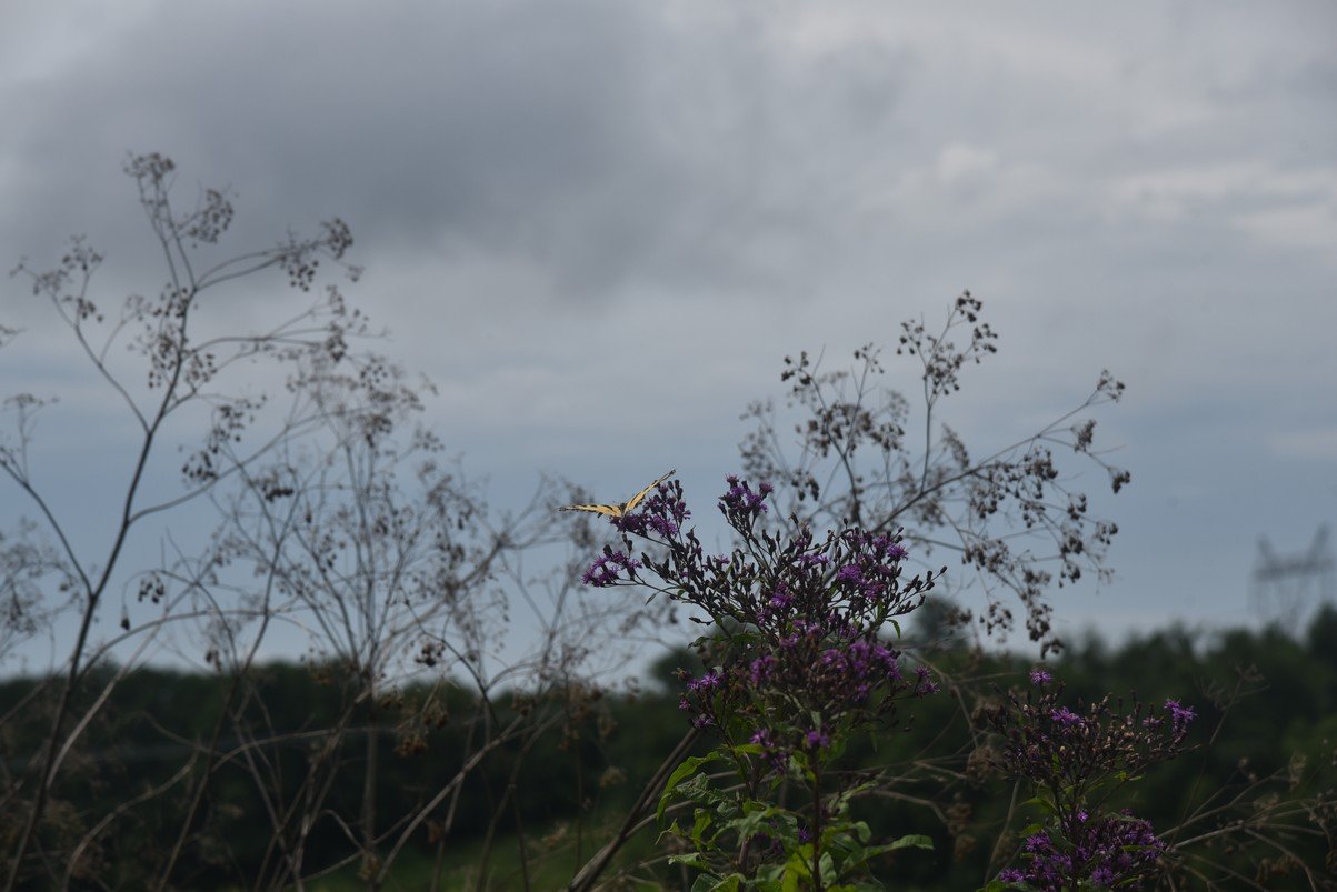 dsc_1384_fs.jpg