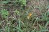 dsc_1390_fs_small.jpg