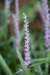 dsc_2277_fs_small.jpg